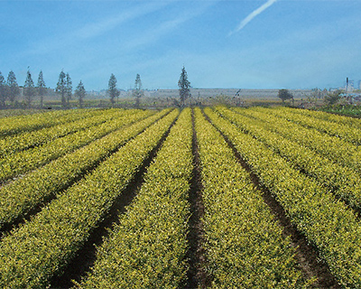 ľa(chn)